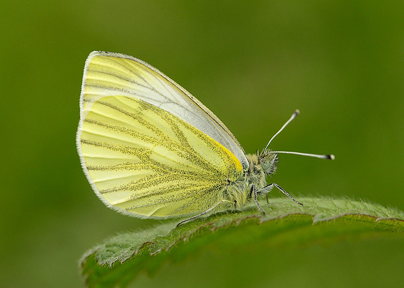Green-veined White Pieris napi
