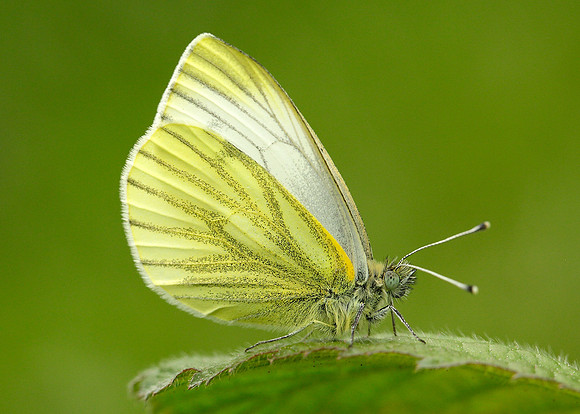 Green-veined White Pieris napi