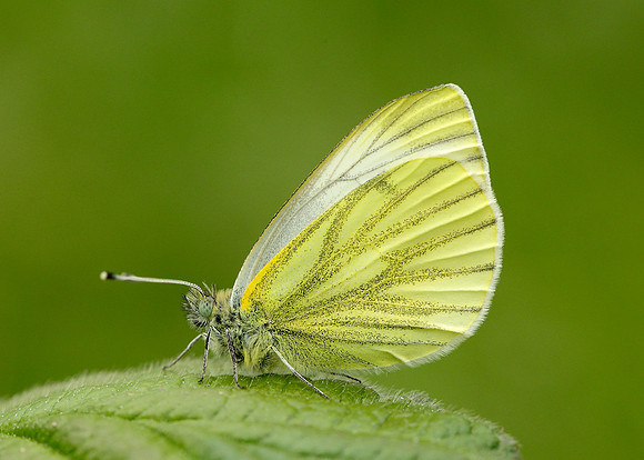 Green-veined White Pieris napi