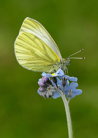 Green-veined White Pieris napi