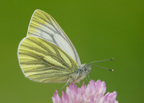 Green-veined White Pieris napi