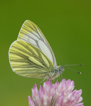 Green-veined White Pieris napi