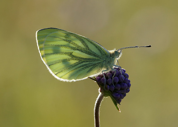 Green-veined White Pieris napi