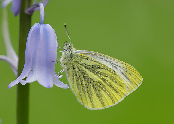 Green-veined White Pieris napi