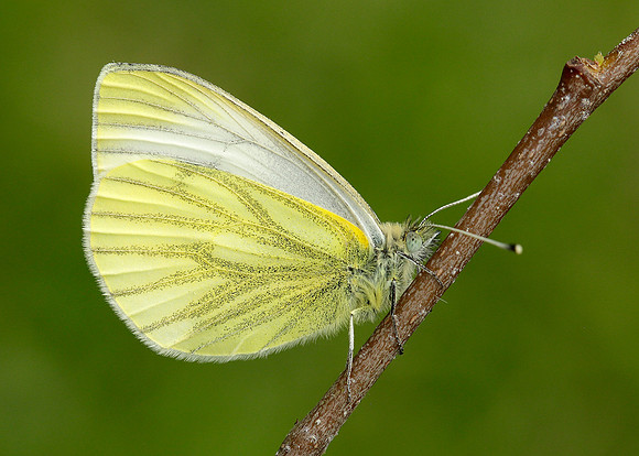 Green-veined White Pieris napi