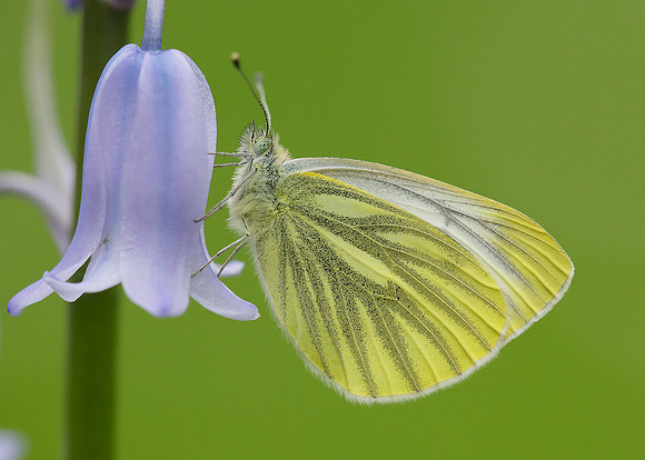 Green-veined White Pieris napi