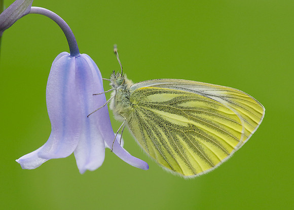 Green-veined White Pieris napi