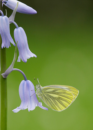 Green-veined White Pieris napi