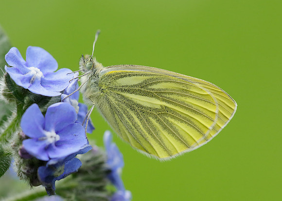 Green-veined White Pieris napi