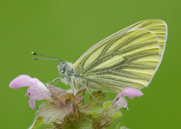 Green-veined White Pieris napi