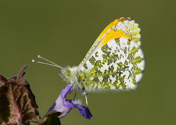 Orange-tip Anthocharis cardamines