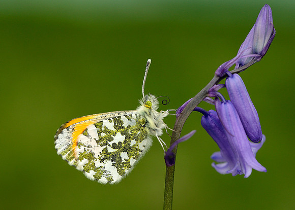 Orange-tip Anthocharis cardamines