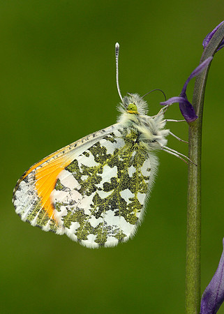 Orange-tip Anthocharis cardamines