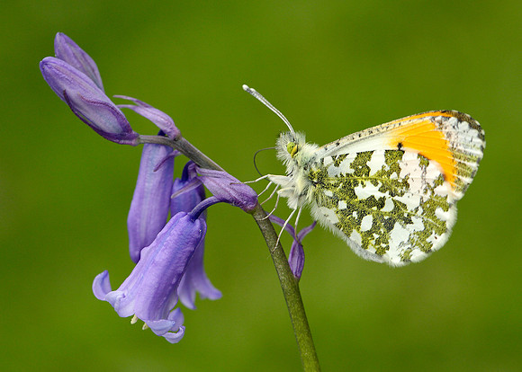 Orange-tip Anthocharis cardamines