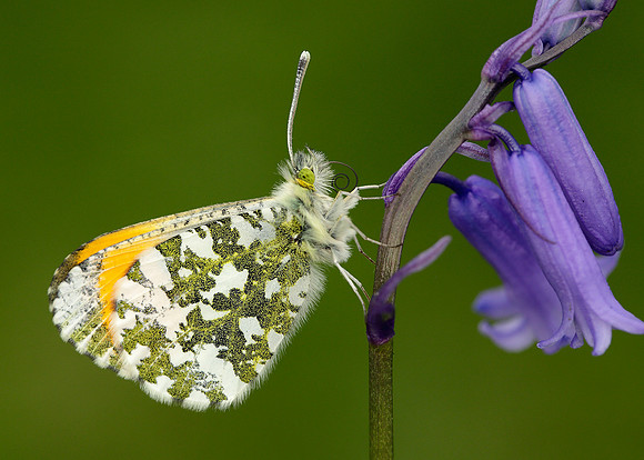 Orange-tip Anthocharis cardamines