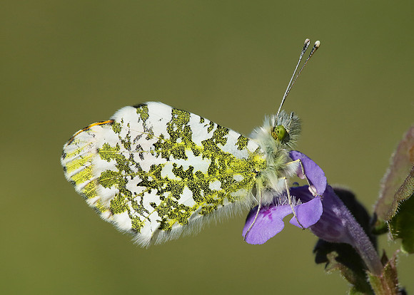 Orange-tip Anthocharis cardamines