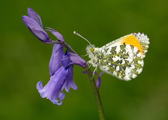Orange-tip Anthocharis cardamines