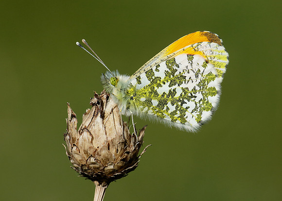 Orange-tip Anthocharis cardamines