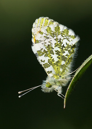 Orange-tip Anthocharis cardamines