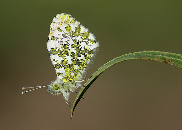 Orange-tip Anthocharis cardamines