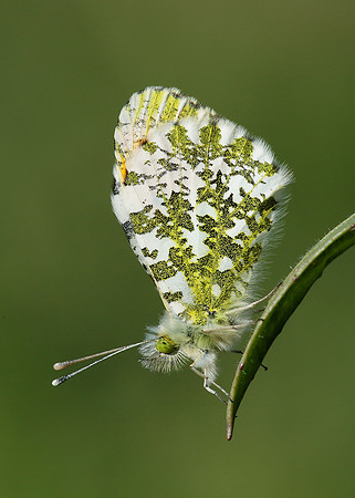 Orange-tip Anthocharis cardamines