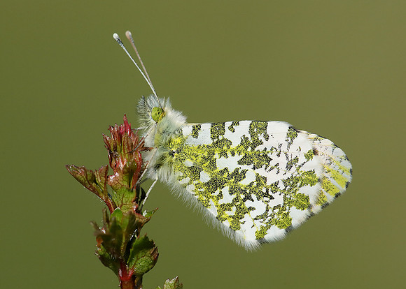 Orange-tip Anthocharis cardamines