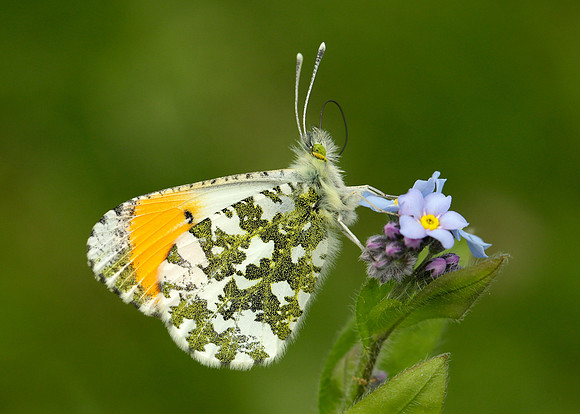 Orange-tip Anthocharis cardamines
