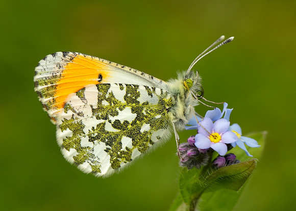 Orange-tip Anthocharis cardamines