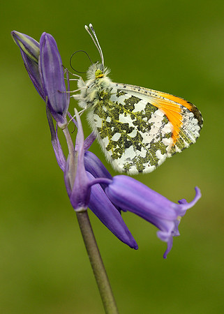 Orange-tip Anthocharis cardamines