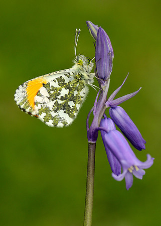Orange-tip Anthocharis cardamines