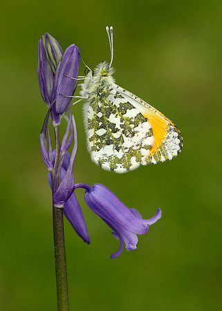 Orange-tip Anthocharis cardamines