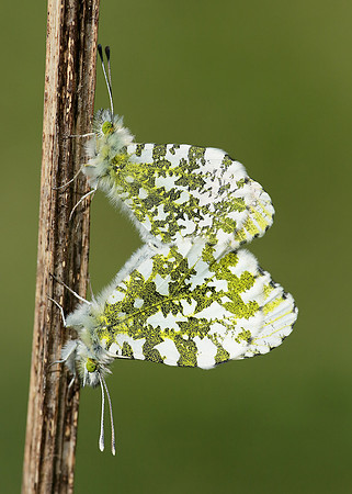 Orange-tip Anthocharis cardamines