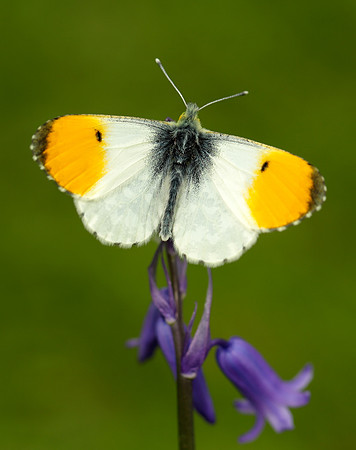 Orange-tip Anthocharis cardamines
