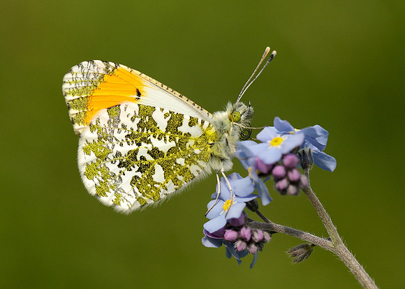 Orange-tip Anthocharis cardamines