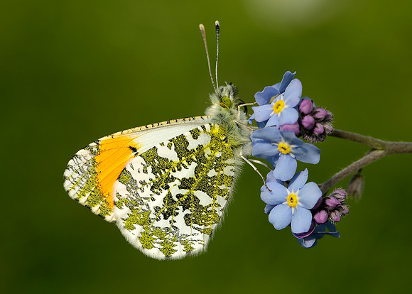 Orange-tip Anthocharis cardamines