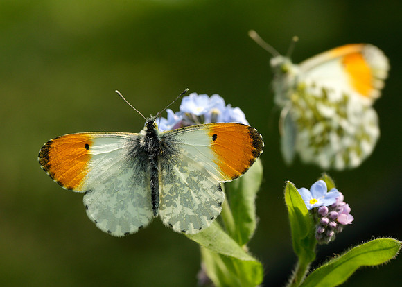 Orange-tip Anthocharis cardamines