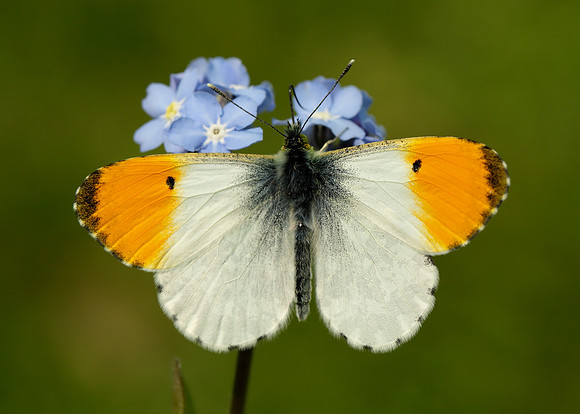 Orange-tip Anthocharis cardamines