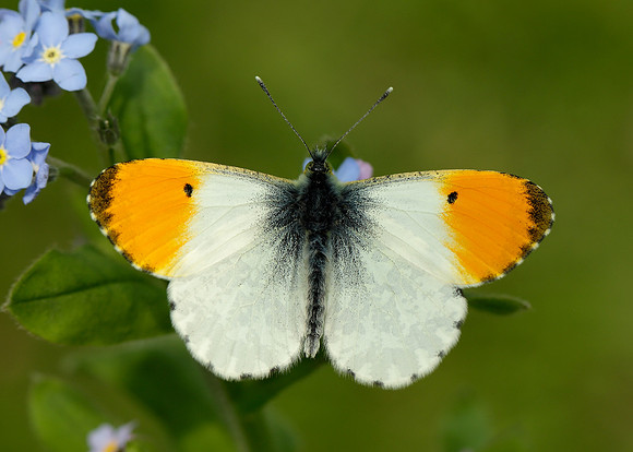Orange-tip Anthocharis cardamines