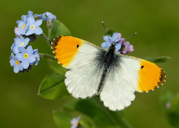 Orange-tip Anthocharis cardamines