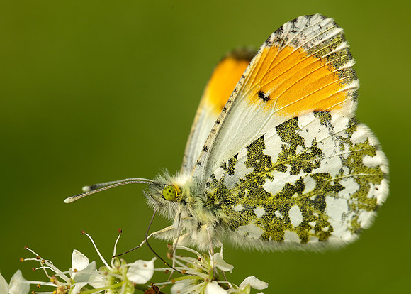 Orange-tip Anthocharis cardamines