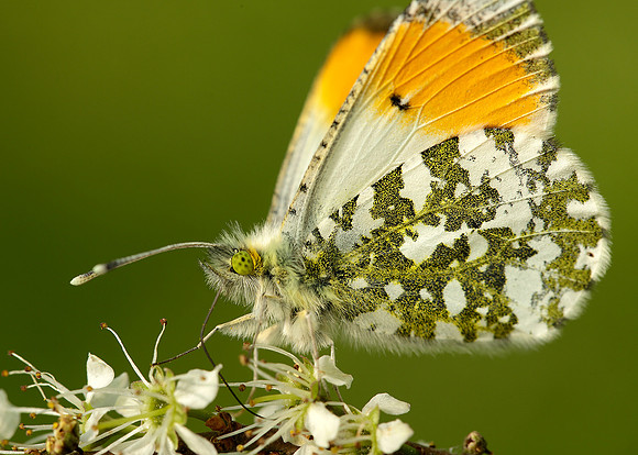 Orange-tip Anthocharis cardamines
