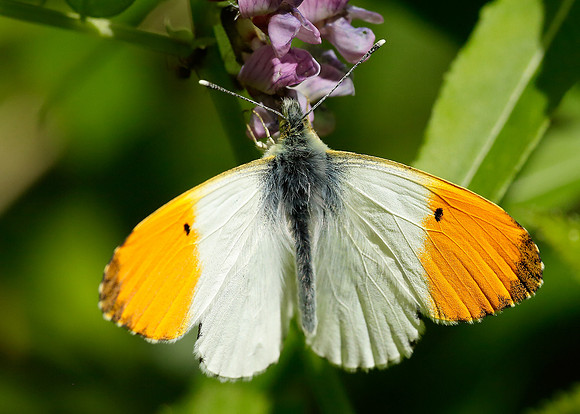 Orange-tip Anthocharis cardamines