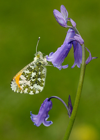 Orange-tip Anthocharis cardamines