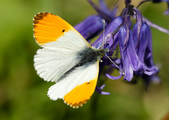 Orange-tip Anthocharis cardamines