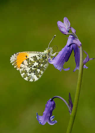 Orange-tip Anthocharis cardamines