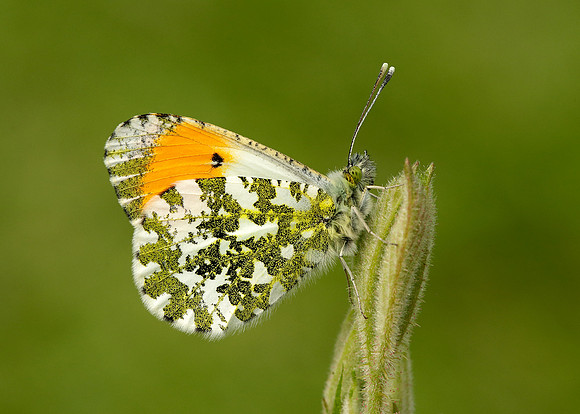 Orange-tip Anthocharis cardamines