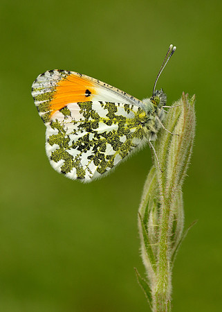 Orange-tip Anthocharis cardamines