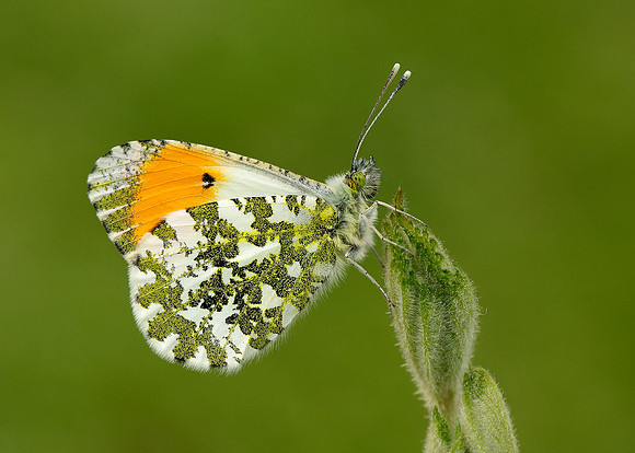 Orange-tip Anthocharis cardamines