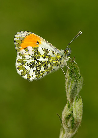 Orange-tip Anthocharis cardamines
