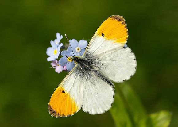 Orange-tip Anthocharis cardamines